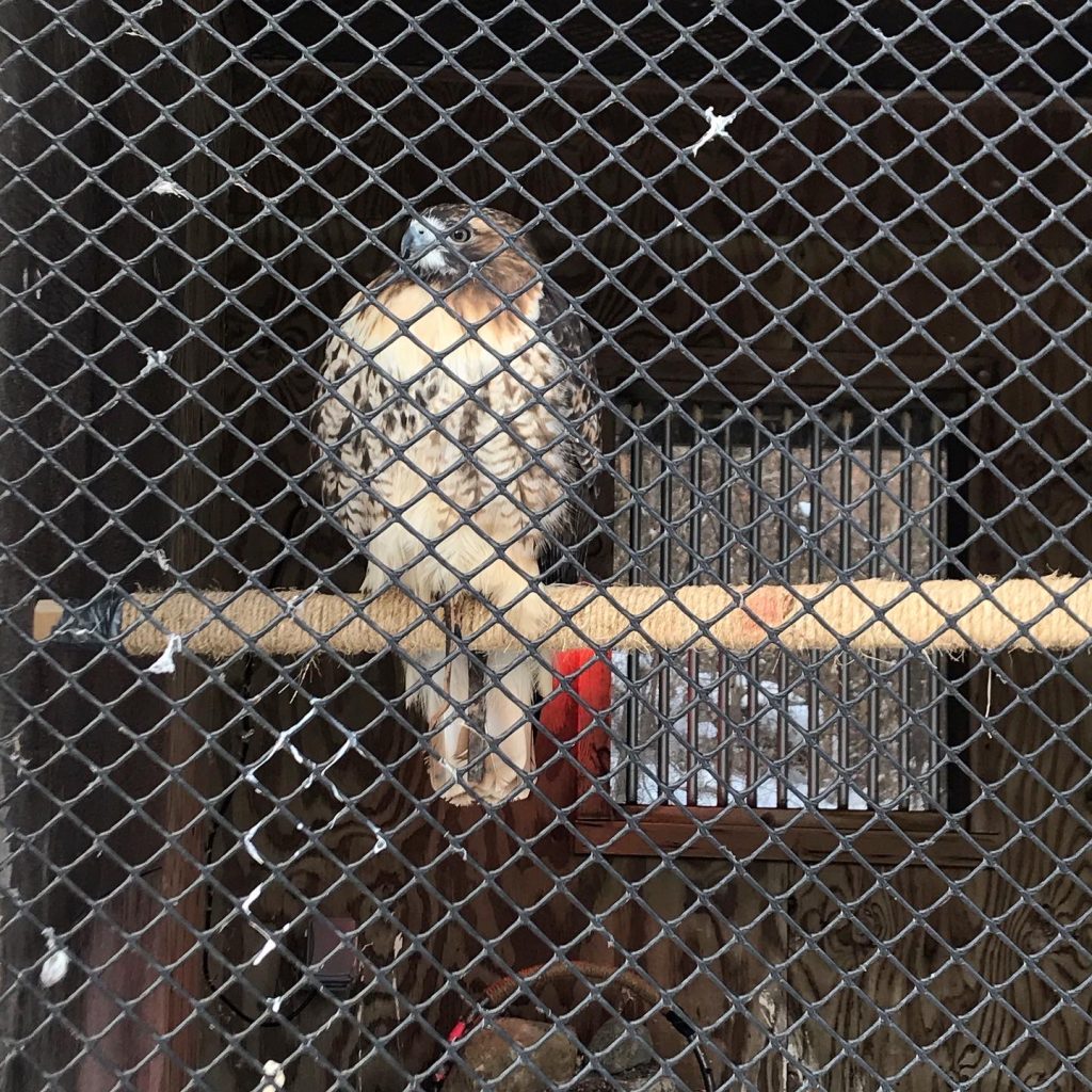 A Red-tailed Hawk perched in the Dodge Nature Center's Voight Raptor Mews.