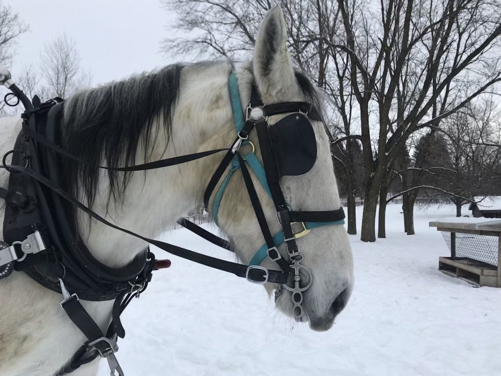 Terry, a Morgan-Percheron horse, in harness for sleigh rides.