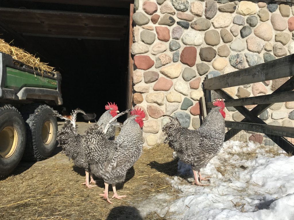 Wyandotte chickens on a sunny winter's day on Dodge Nature Center's farm.