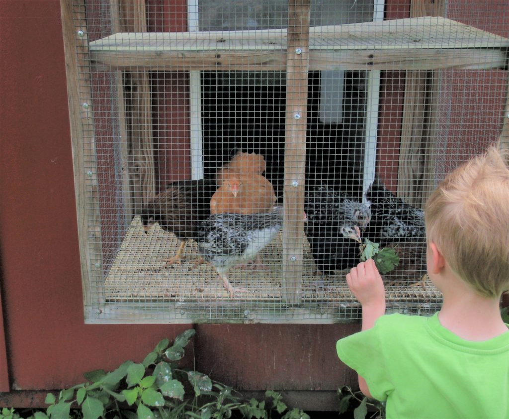 A Dodge Nature Center camper gets up close to a few friendly chickens on the farm.