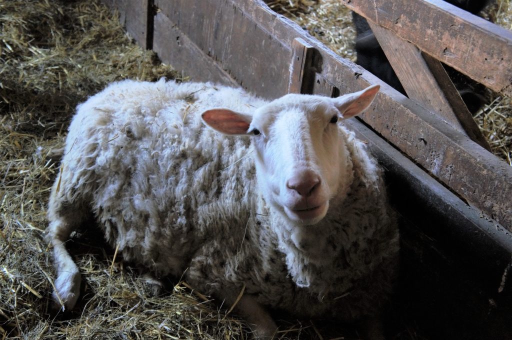 An ewe cuddles up in the barn for the winter.