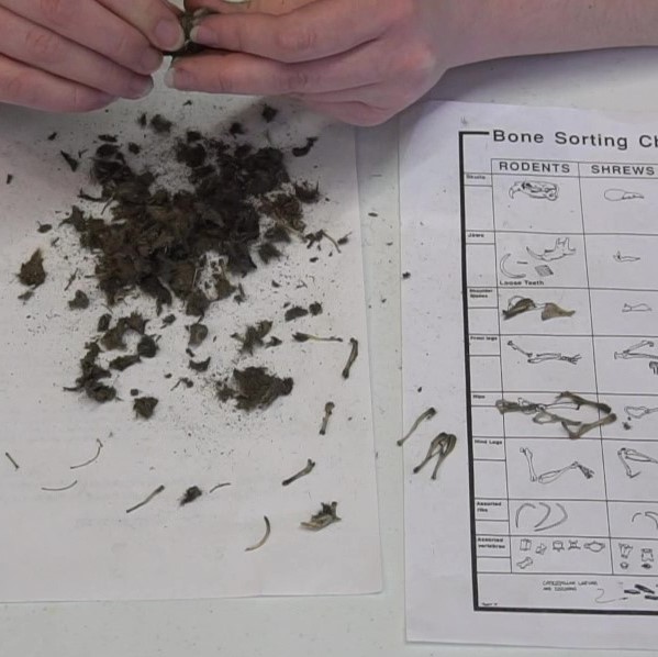 The parts of a dissected owl pellet sit scattered on a table; a sorting chart is nearby to classify them.