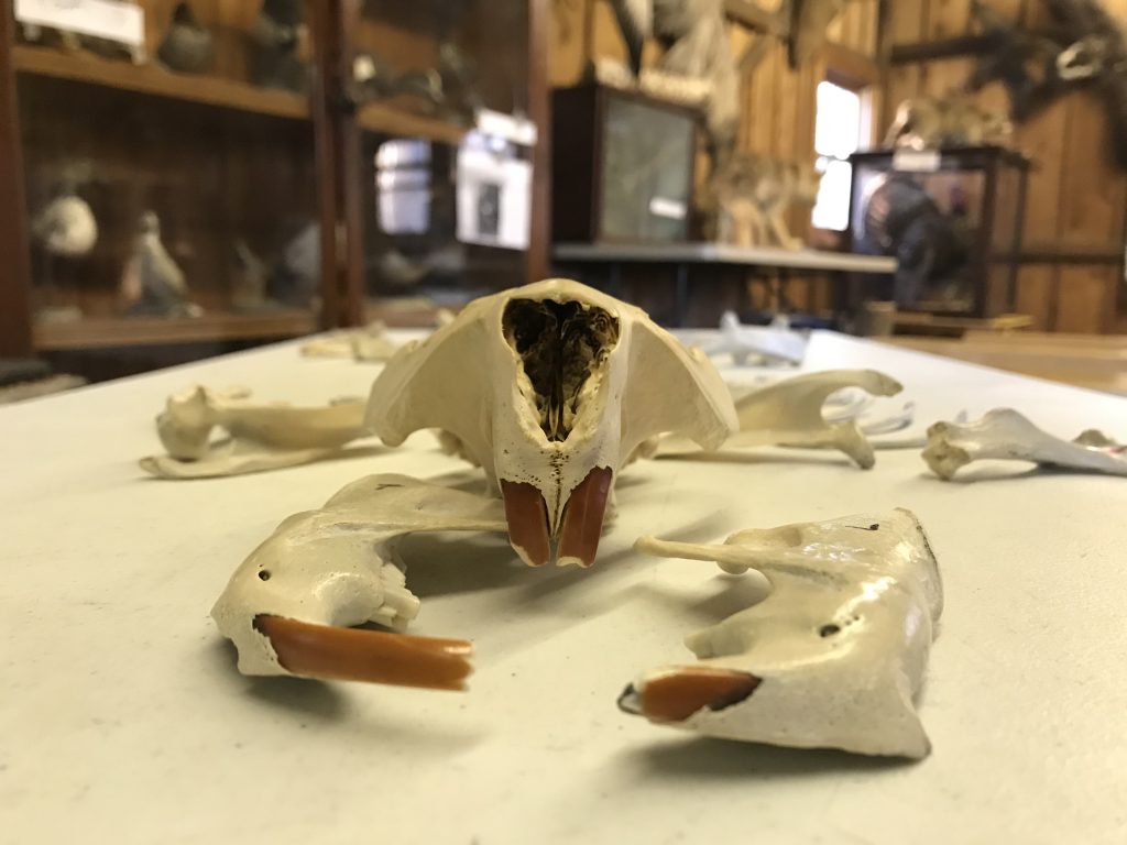 A beaver skeleton sits on a table on display for students to observe up close.
