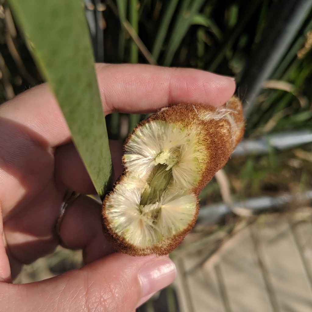 A cross section of a cattail, one ingredient in swamp soup.