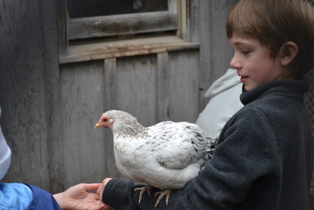 A student lends his arm as a perch for a friendly chicken.