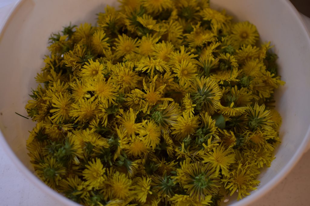 Freshly picked dandelions heads, prepped and ready to fry.