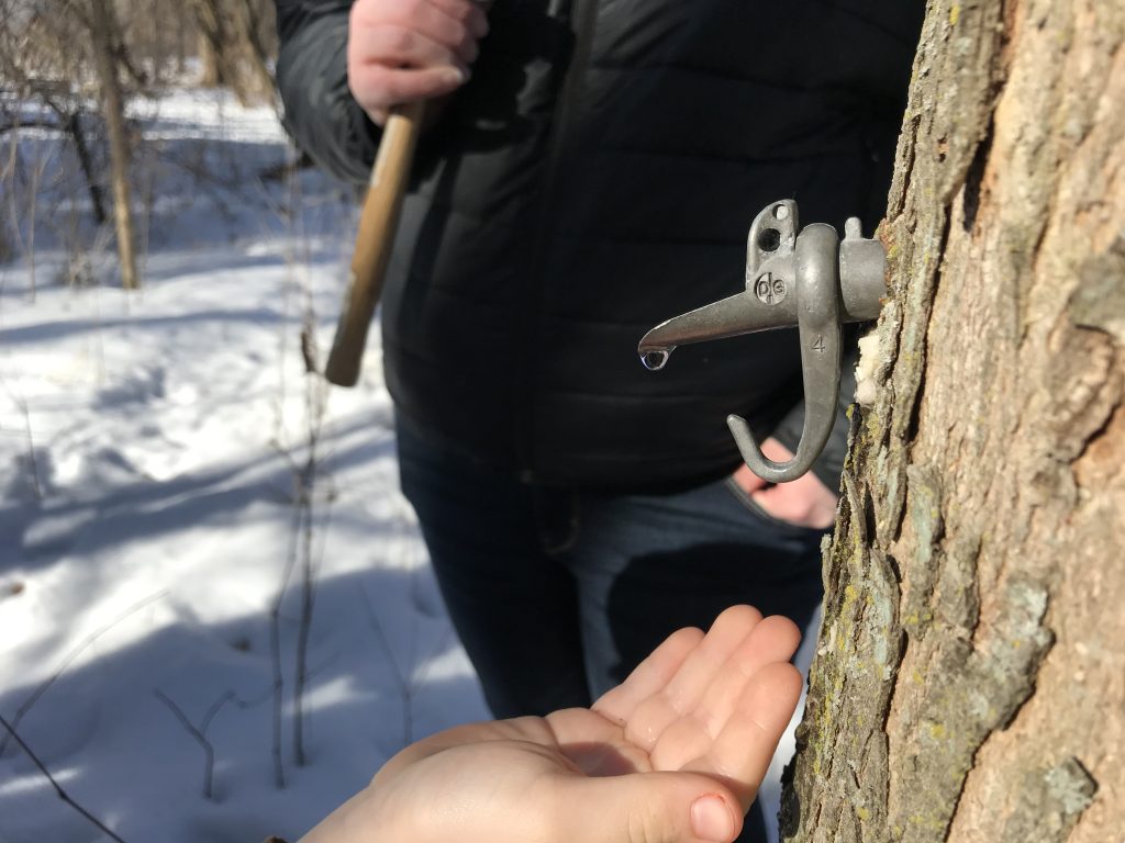 A student reaches out with cupped hand to catch a drop of sweet sap dripping from the spout.