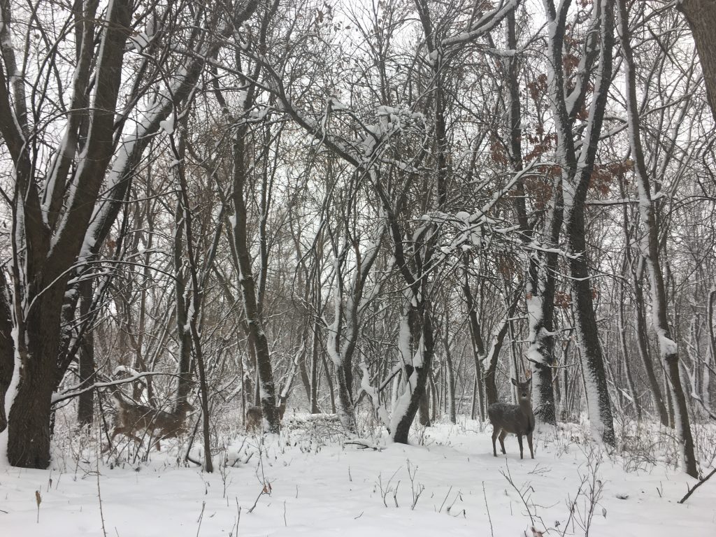 White-tailed deer stand in the snow-covered woods.