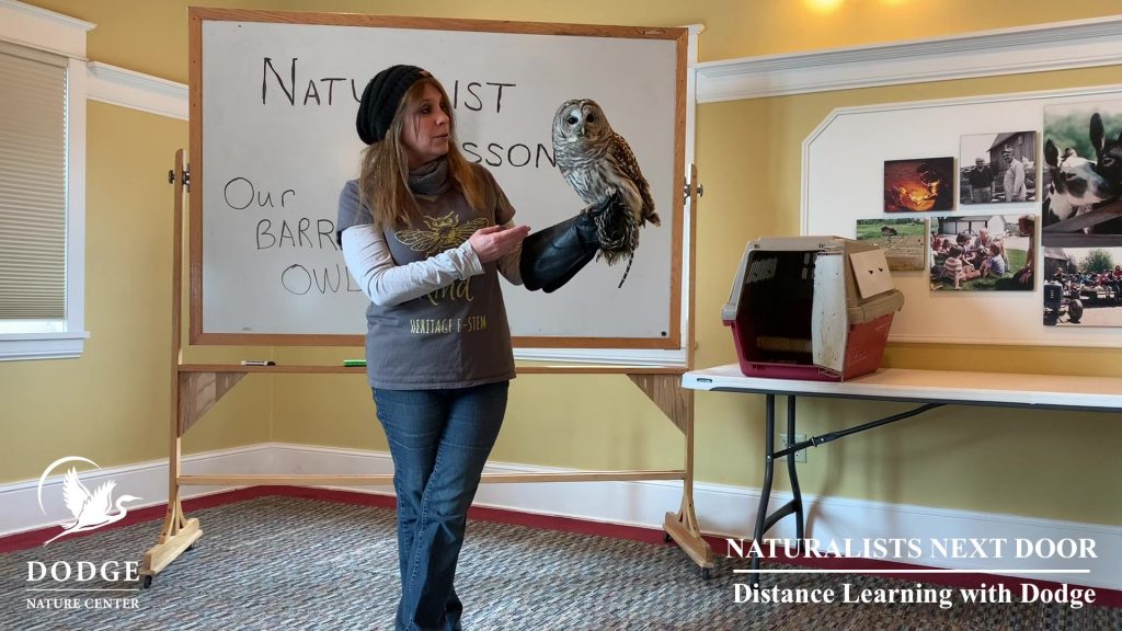 Dodge Nature Center Naturalist Pam Welisevich introduces Shakespeare, a Barred Owl, in a Distance Learning with Dodge video.