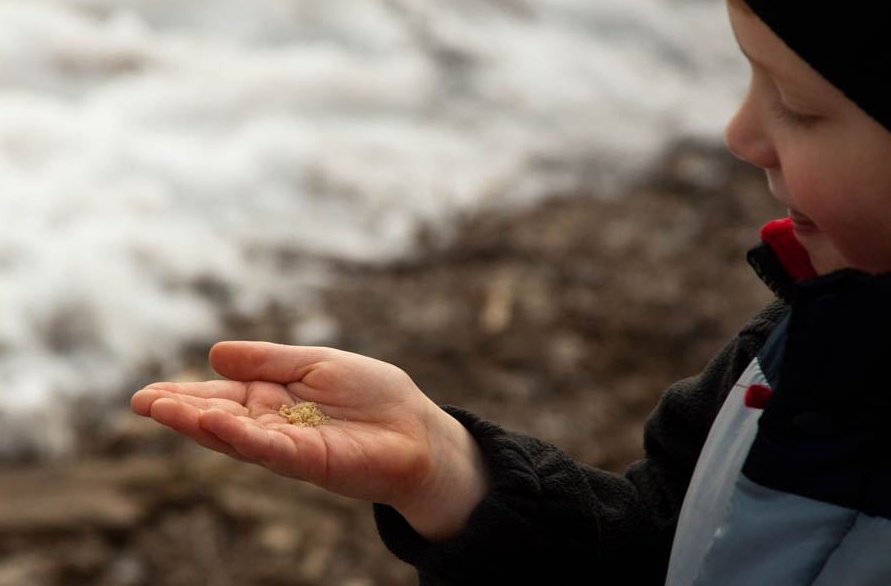 A Dodge Nature Center student holds a handful of sweet maple sugar.