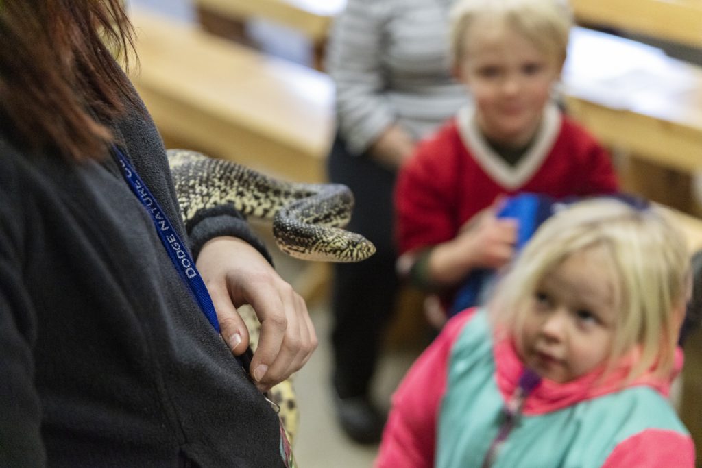 A snake perches on the arm of a Dodge Nature Center Naturalist while two curious kids look on.