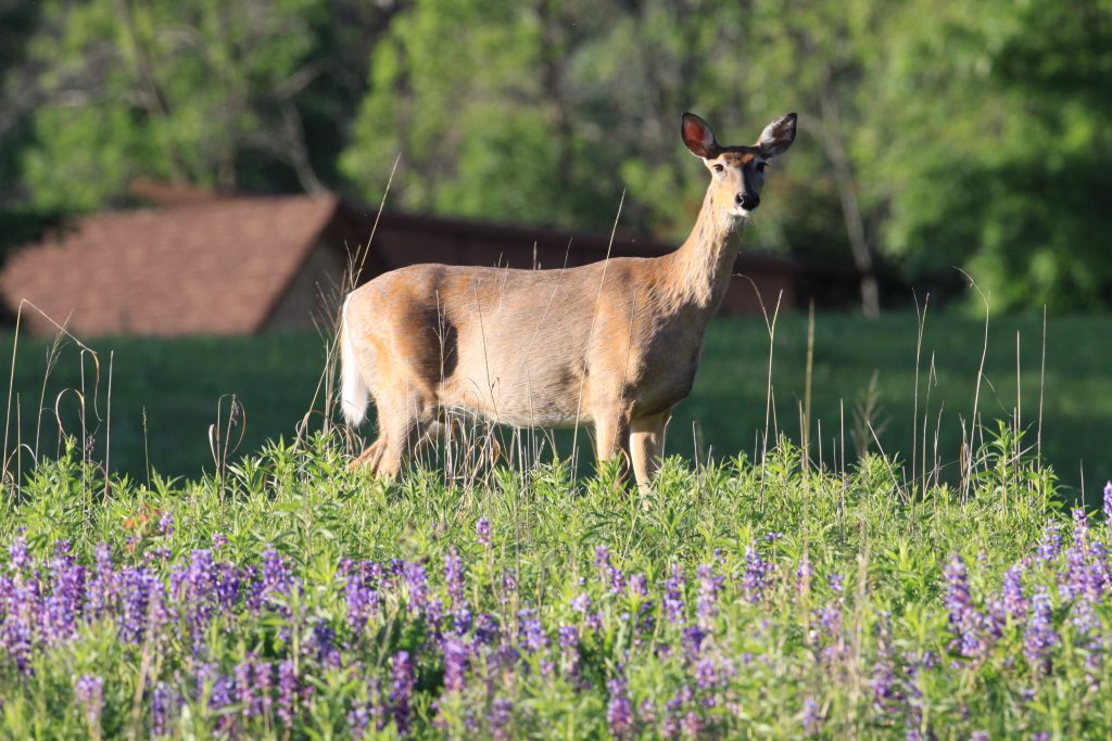 A white-tailed deer stands on alert in the prairie at Dodge Nature Center.