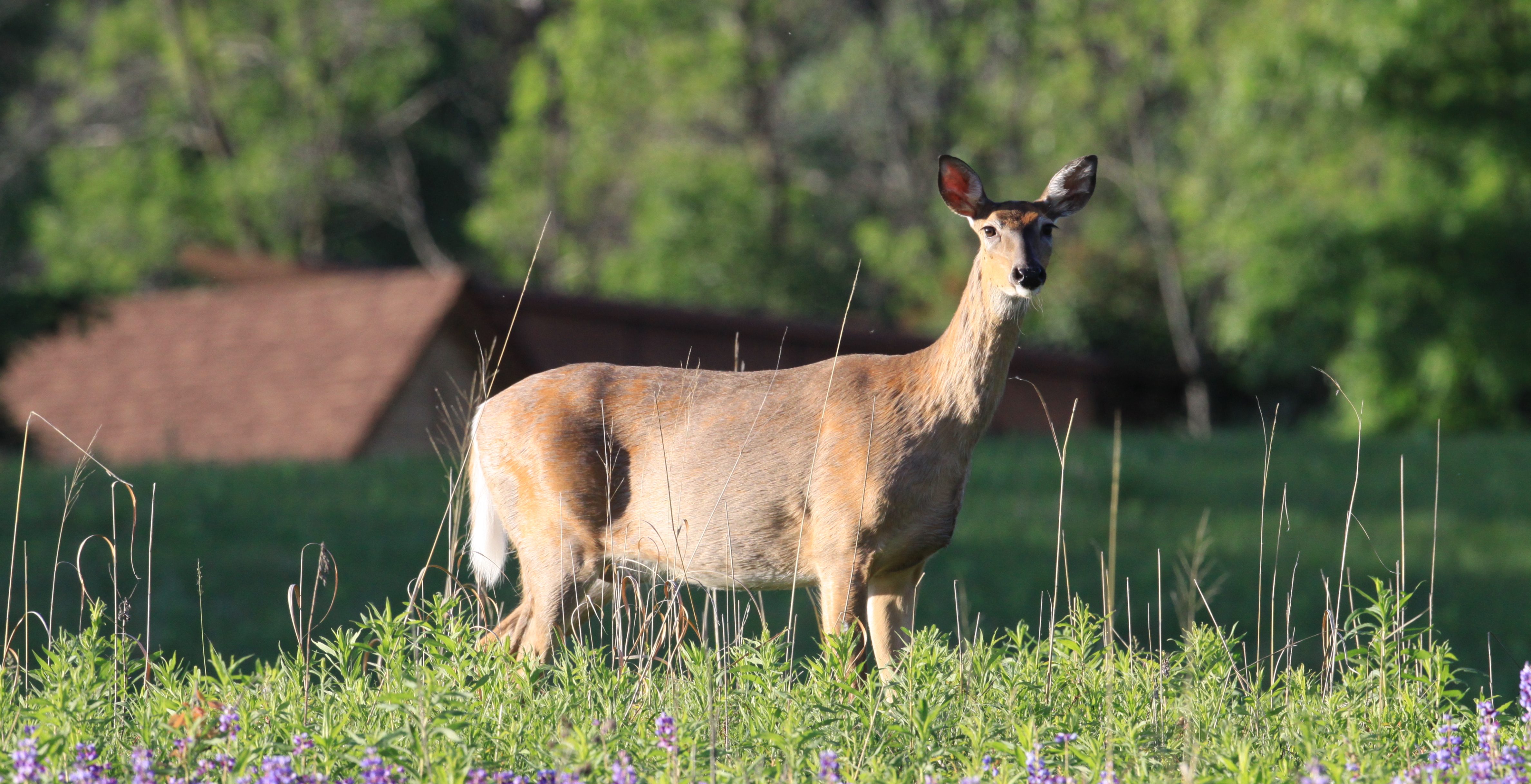 A white-tailed deer stands on alert in the prairie at Dodge Nature Center.