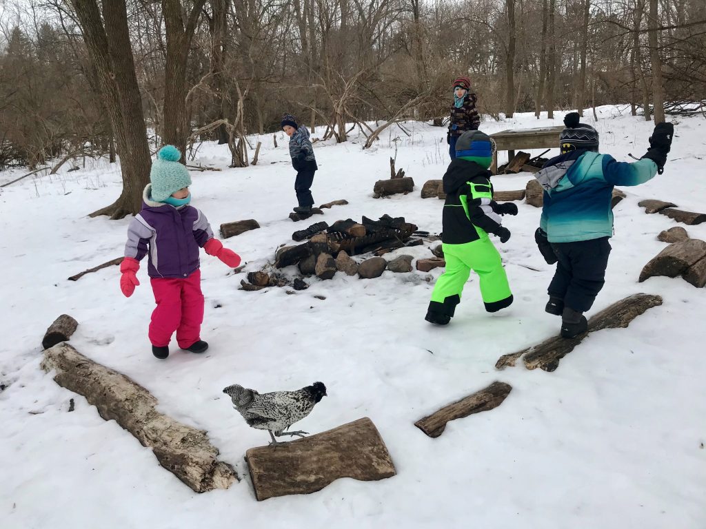 Dodge Nature Preschool's resident chicken, Eddie, joins in on the fun in the snow with preschoolers.