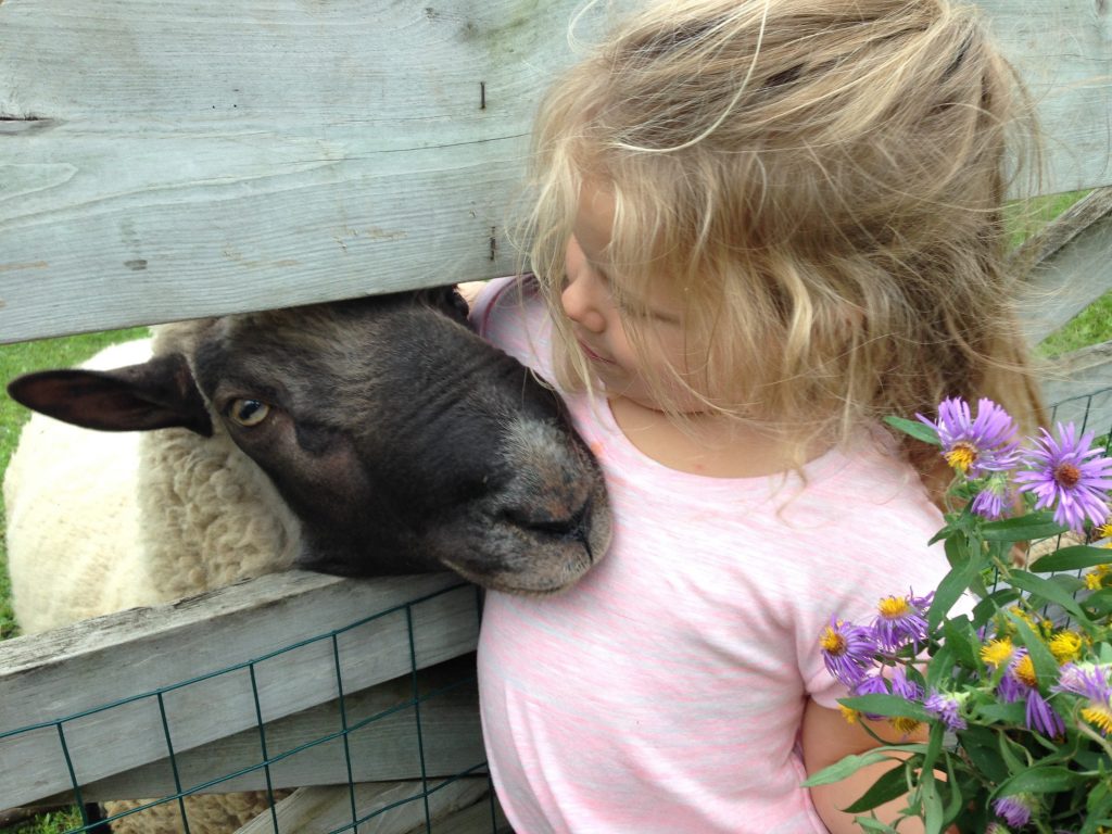 A young girl hugs a sheep on Dodge Nature Center's farm.