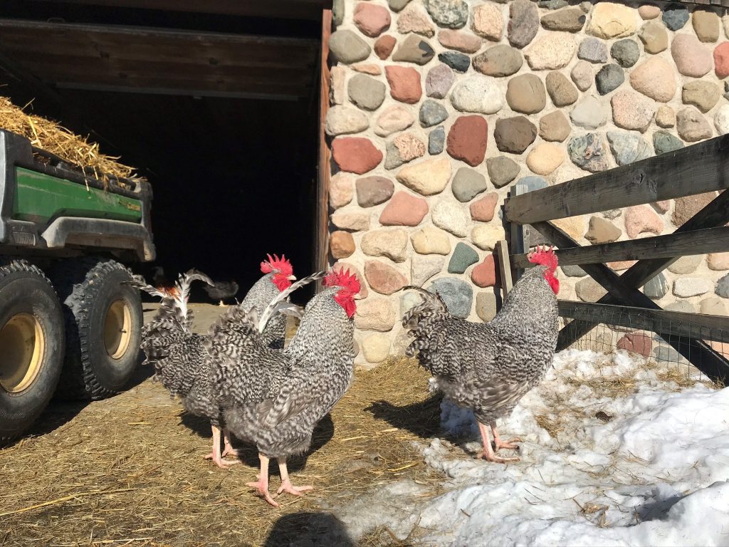 A few friendly roosters stand in the early morning sunlight outside Dodge Nature Center's barn.