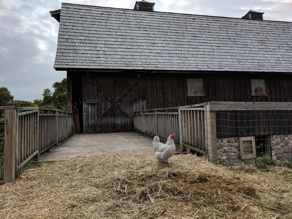 A single chicken roams Dodge Nature Center's barnyard.