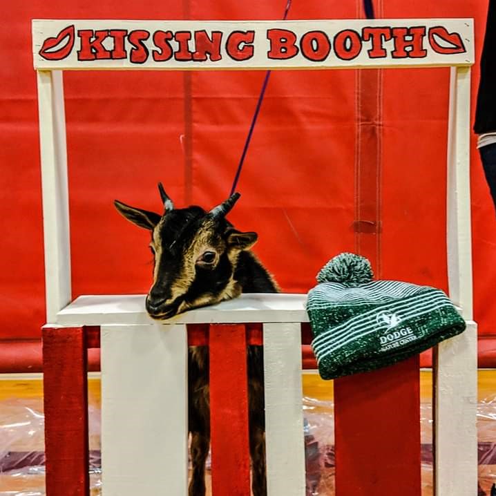 Dodge Nature Center's friendly goat, Cornelius, waits patiently in his Kissing Booth.