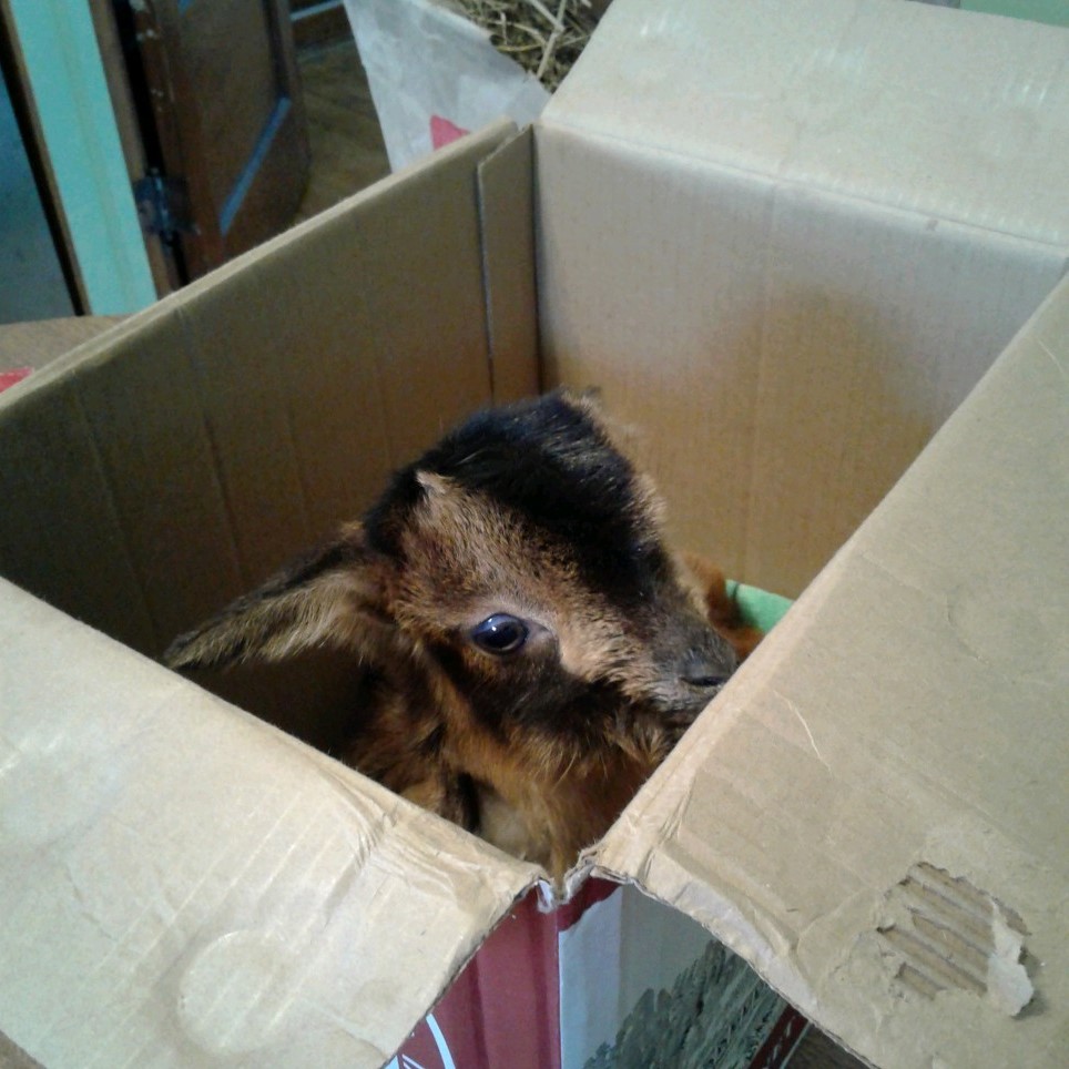 A small goat peers out of a cardboard box.