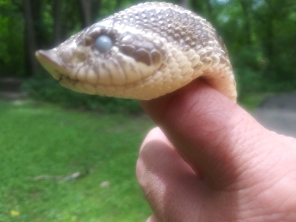 A close-up of Dodge Nature Center's Hognose snake.