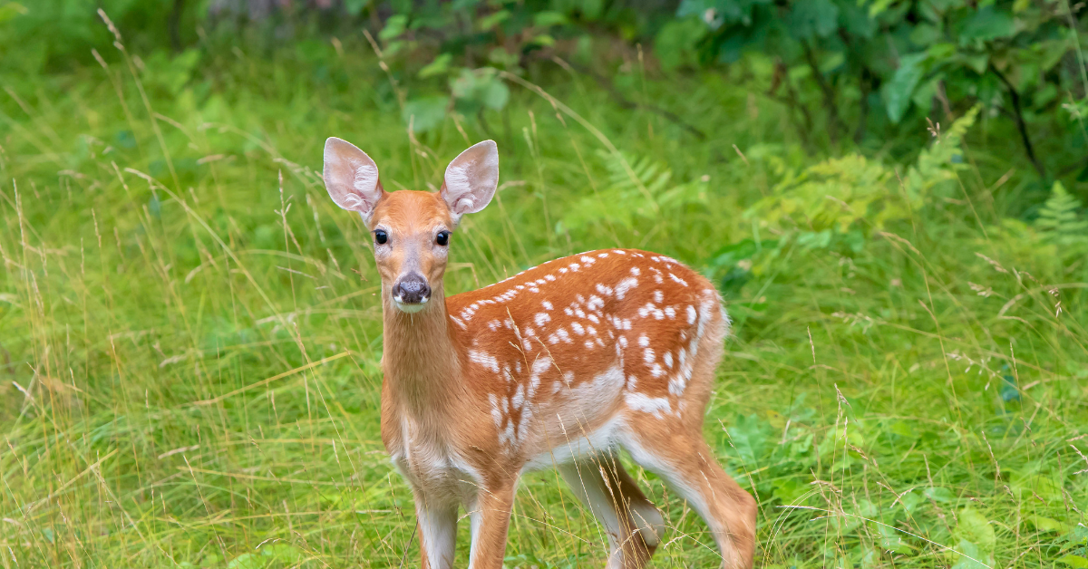 Storytime on the Trails: Mom and Me: A Fawn’s Story