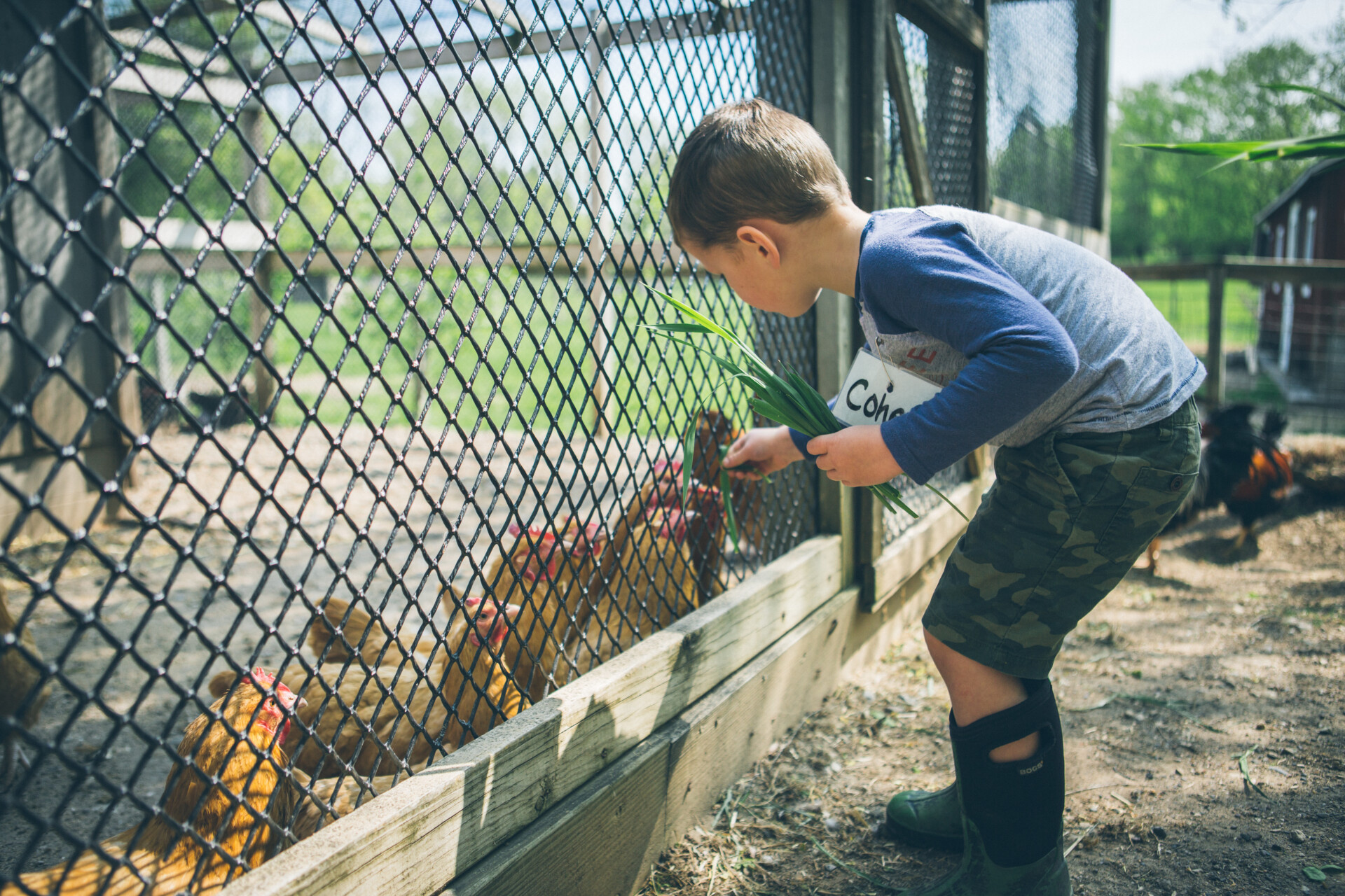 Summer Camp (Grades 1-2): Baa Cluck Moo