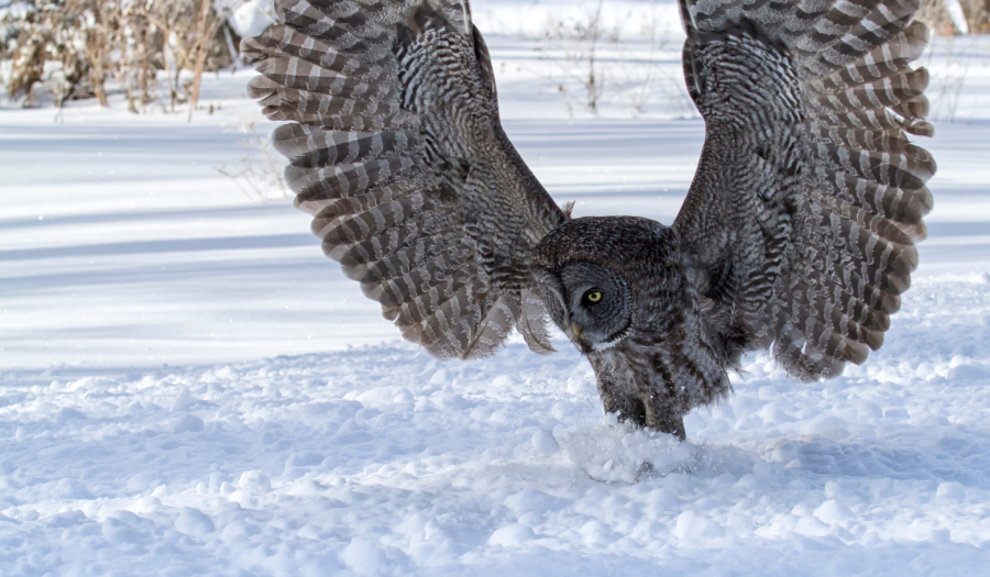 A great gray owl with it's wings extended above it, landing in the snow, catching it's prey.