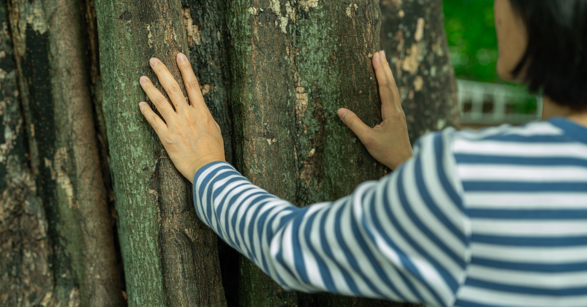 Forest Bathing