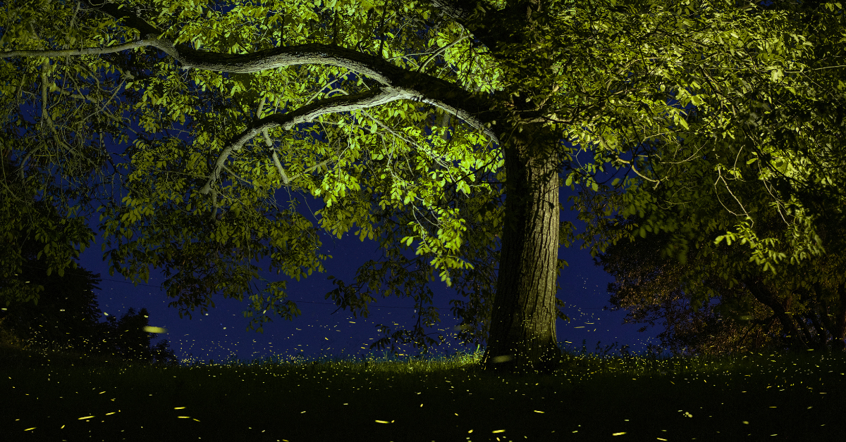 Dodge After Dark: Fireflies