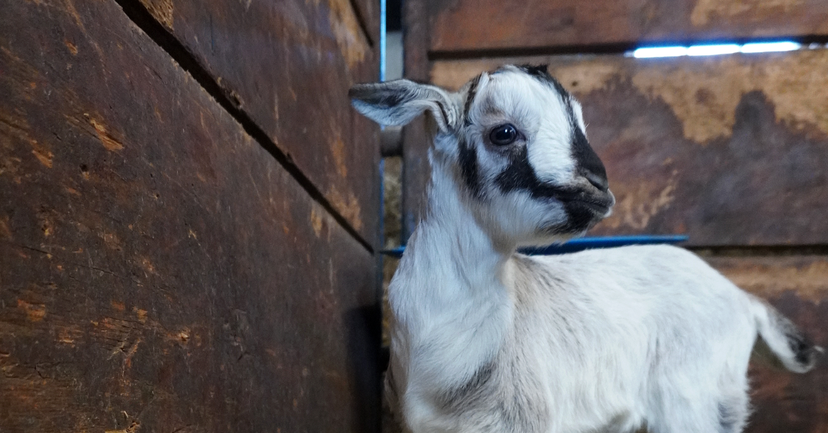 Down On the Farm